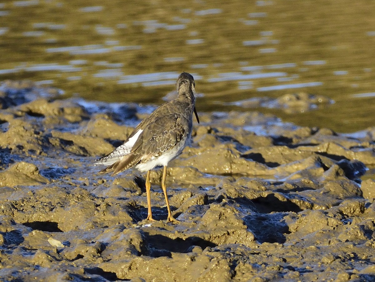 Common Redshank - ML608213311