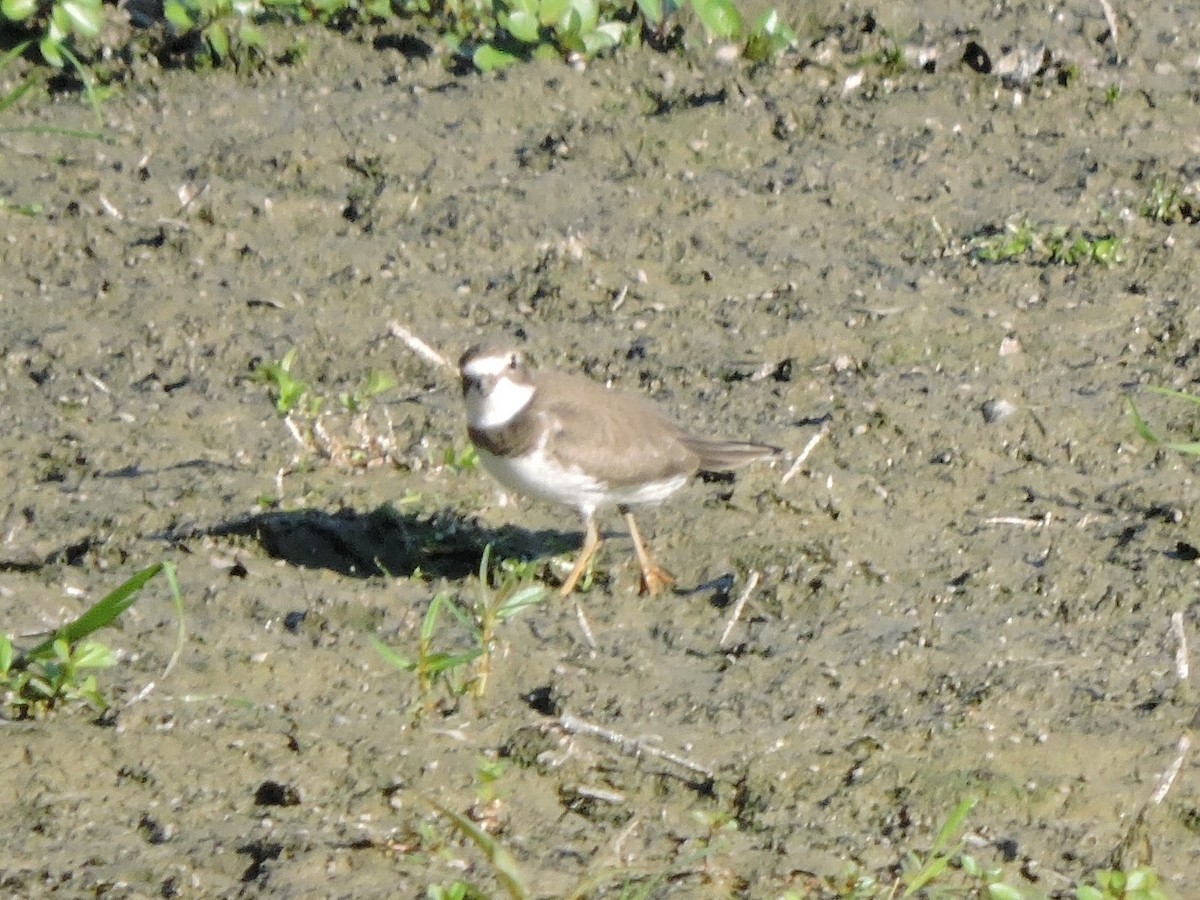 Semipalmated Plover - ML608213331