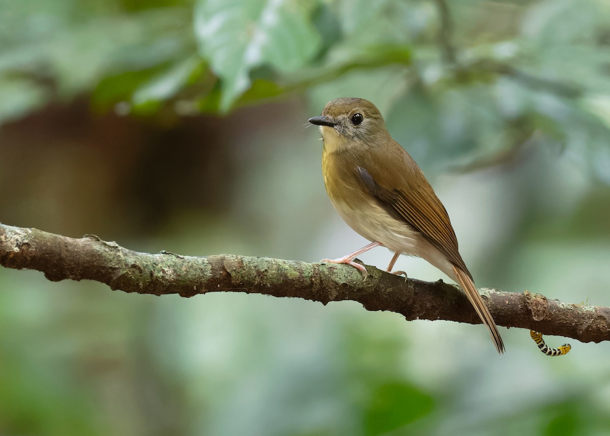 Fulvous-chested Jungle Flycatcher - Ayuwat Jearwattanakanok