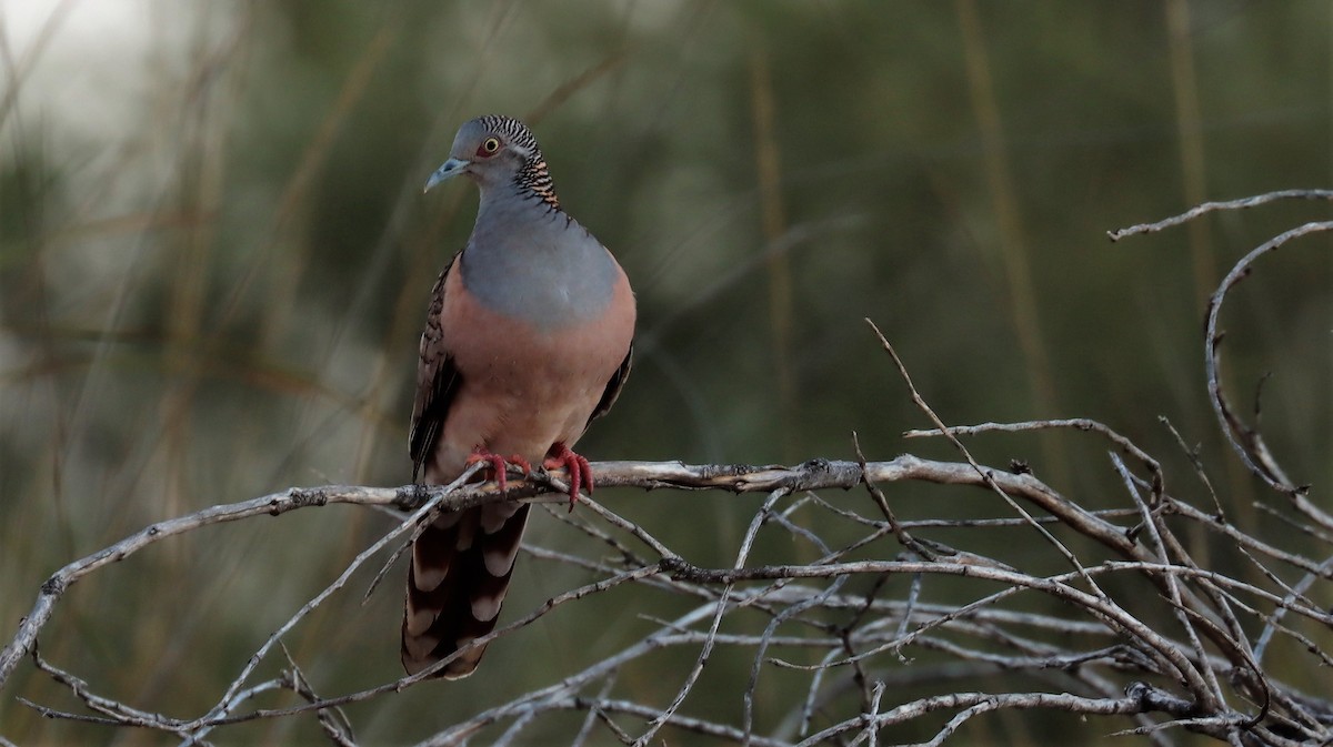 Bar-shouldered Dove - ML608213701