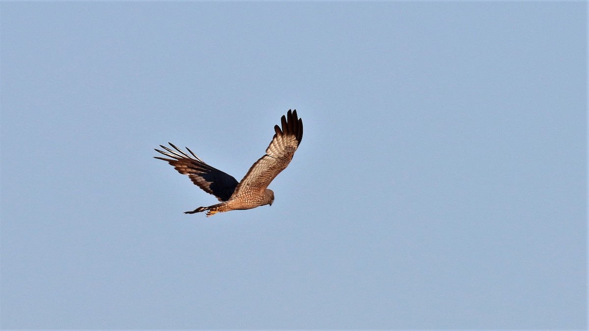 Spotted Harrier - ML608213711