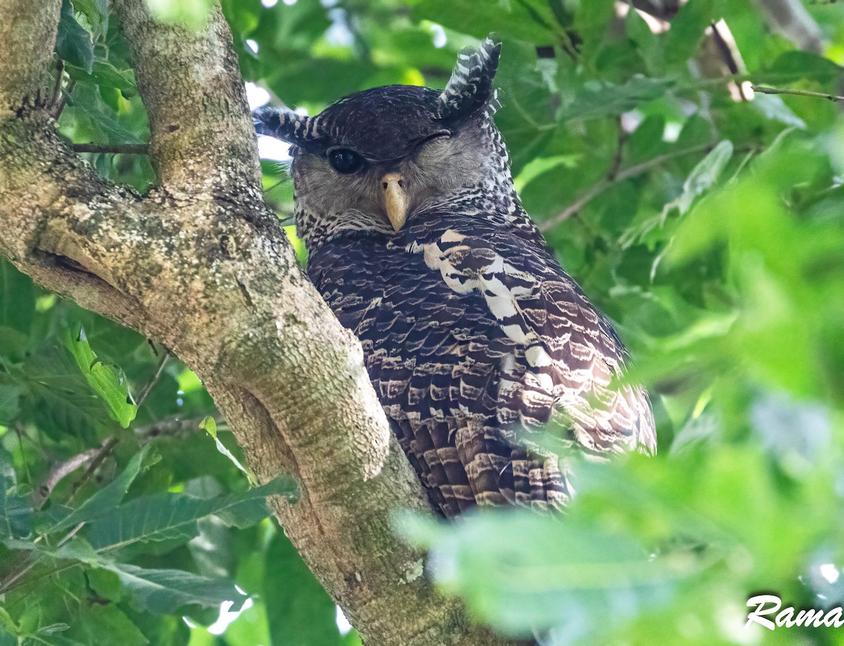 Spot-bellied Eagle-Owl - ML608214201