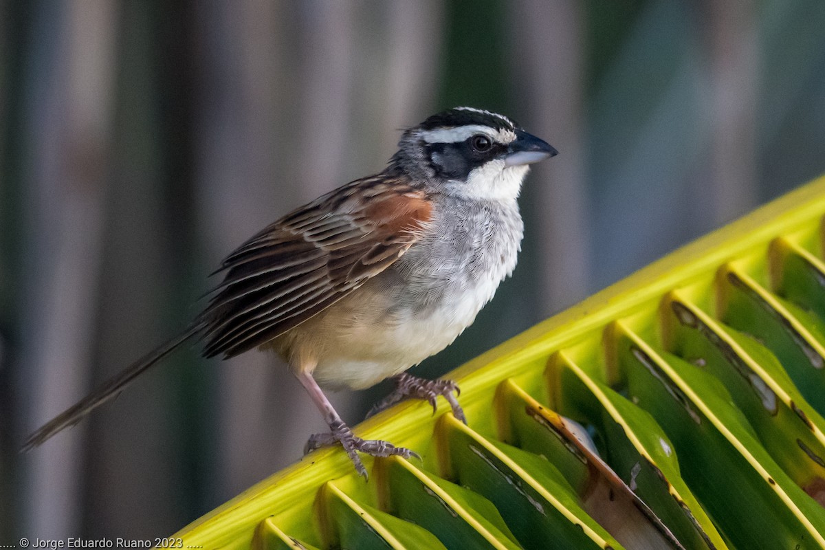 Stripe-headed Sparrow - Jorge Eduardo Ruano