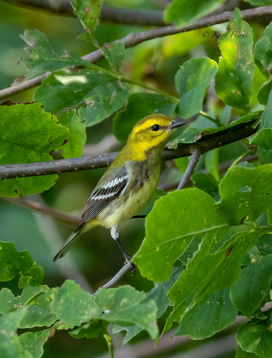 Black-throated Green Warbler - Karl  Fliris
