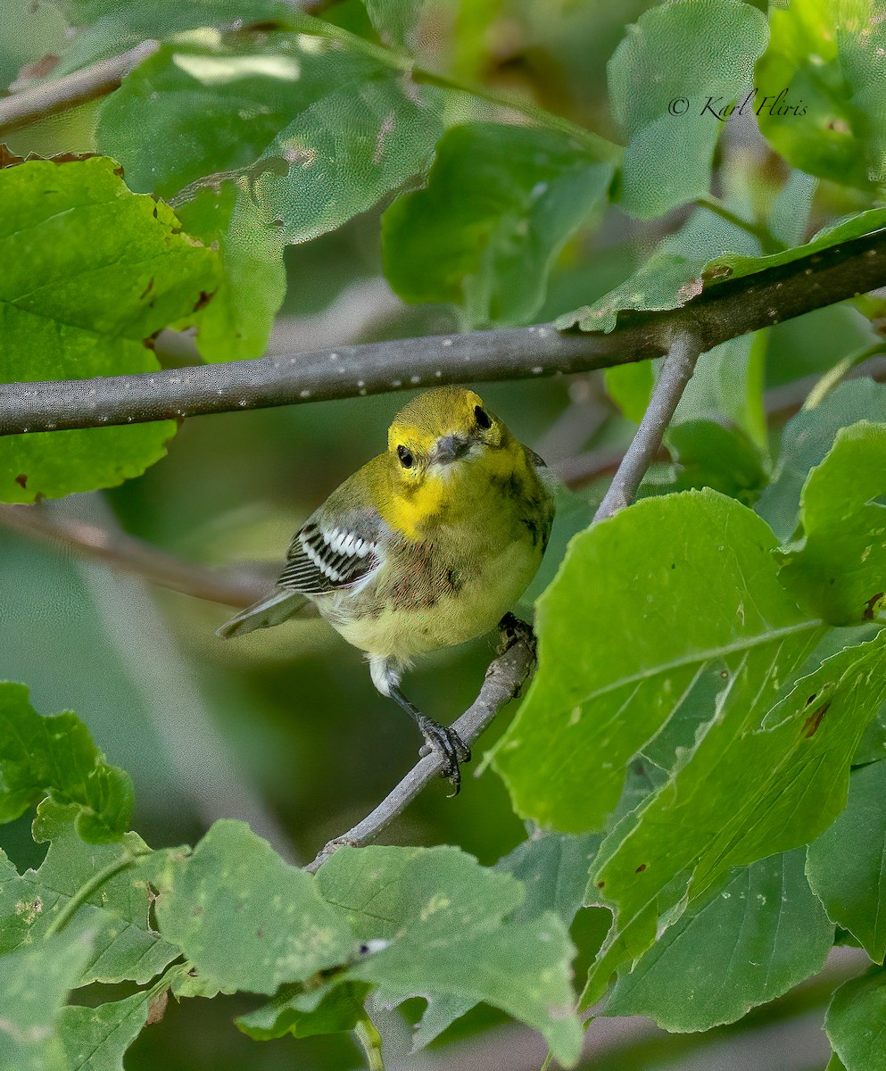 Black-throated Green Warbler - Karl  Fliris