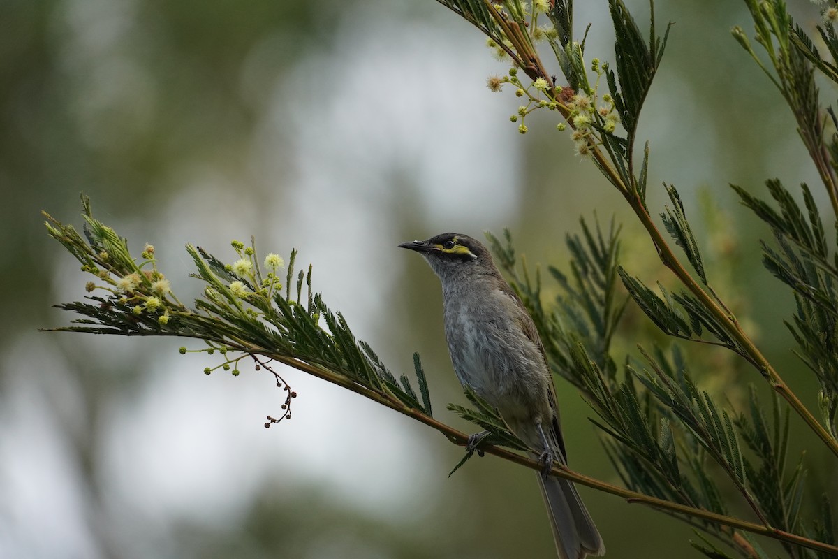 Yellow-faced Honeyeater - ML608214571