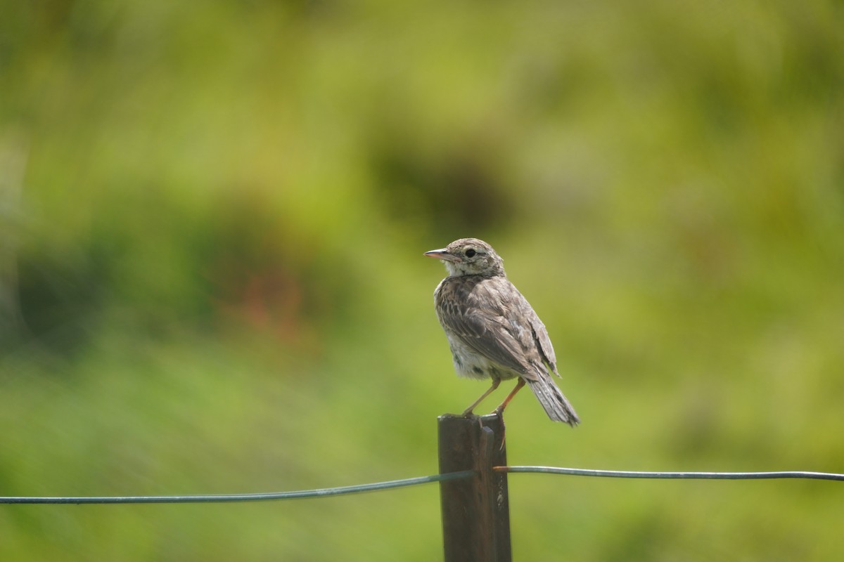 Australian Pipit - ML608214691