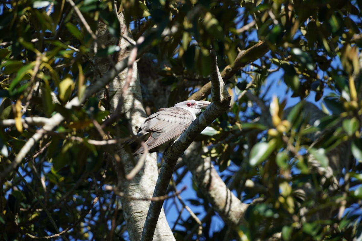 Channel-billed Cuckoo - ML608216261