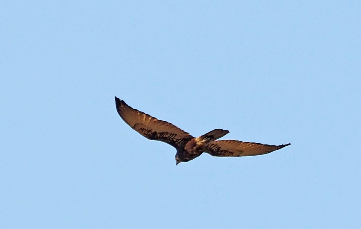 Brown Falcon - ML608217171