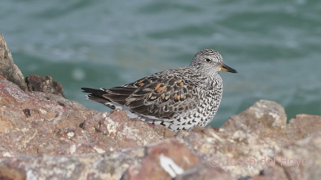 Surfbird - ML608217321