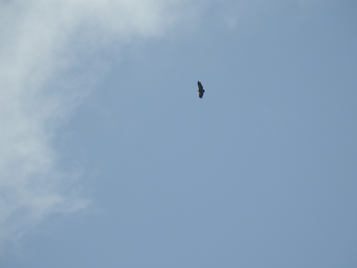 old world vulture sp. - ML608217621