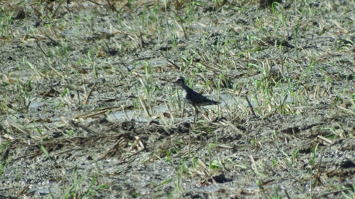 American Golden-Plover - Gonzalo Barcelón