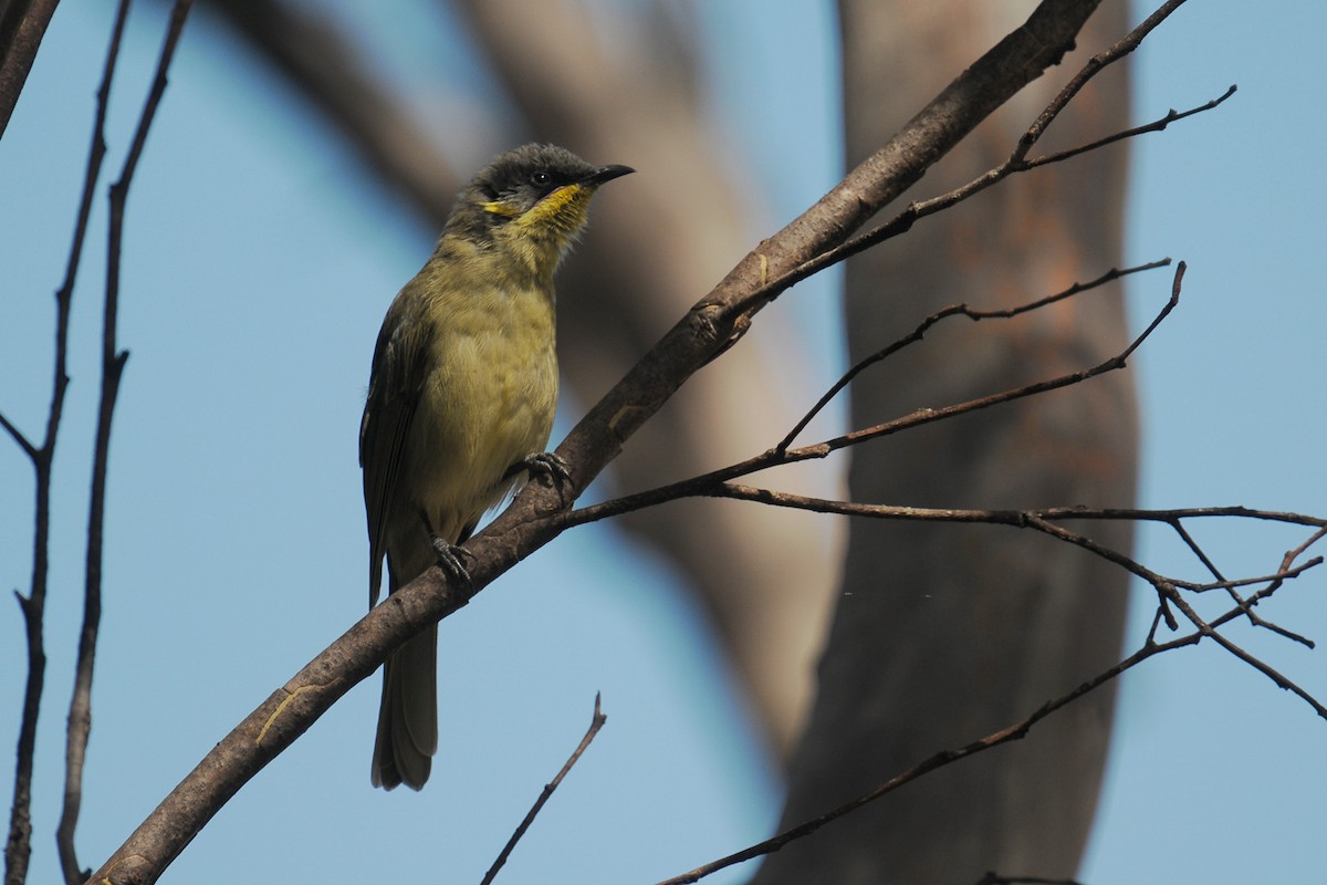 Purple-gaped Honeyeater - ML608217791