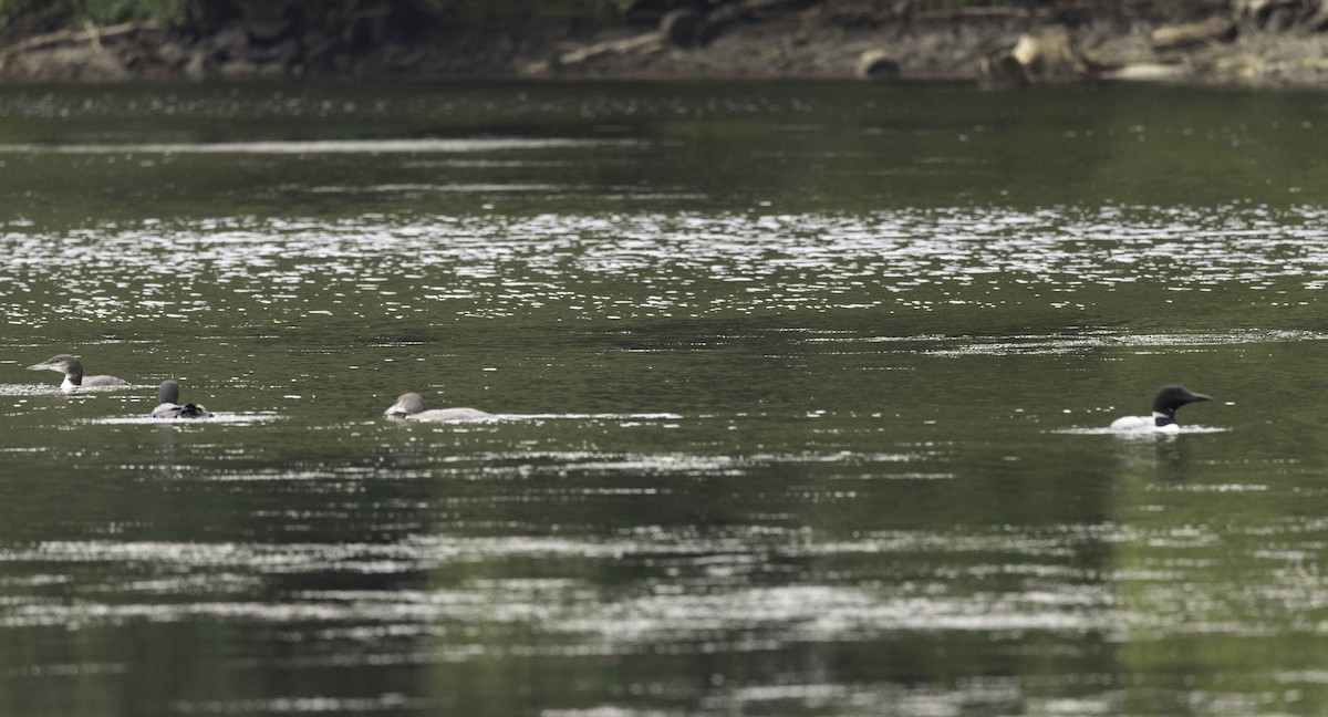 Common Loon - ML608218111