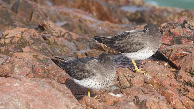 Surfbird - ML608218281