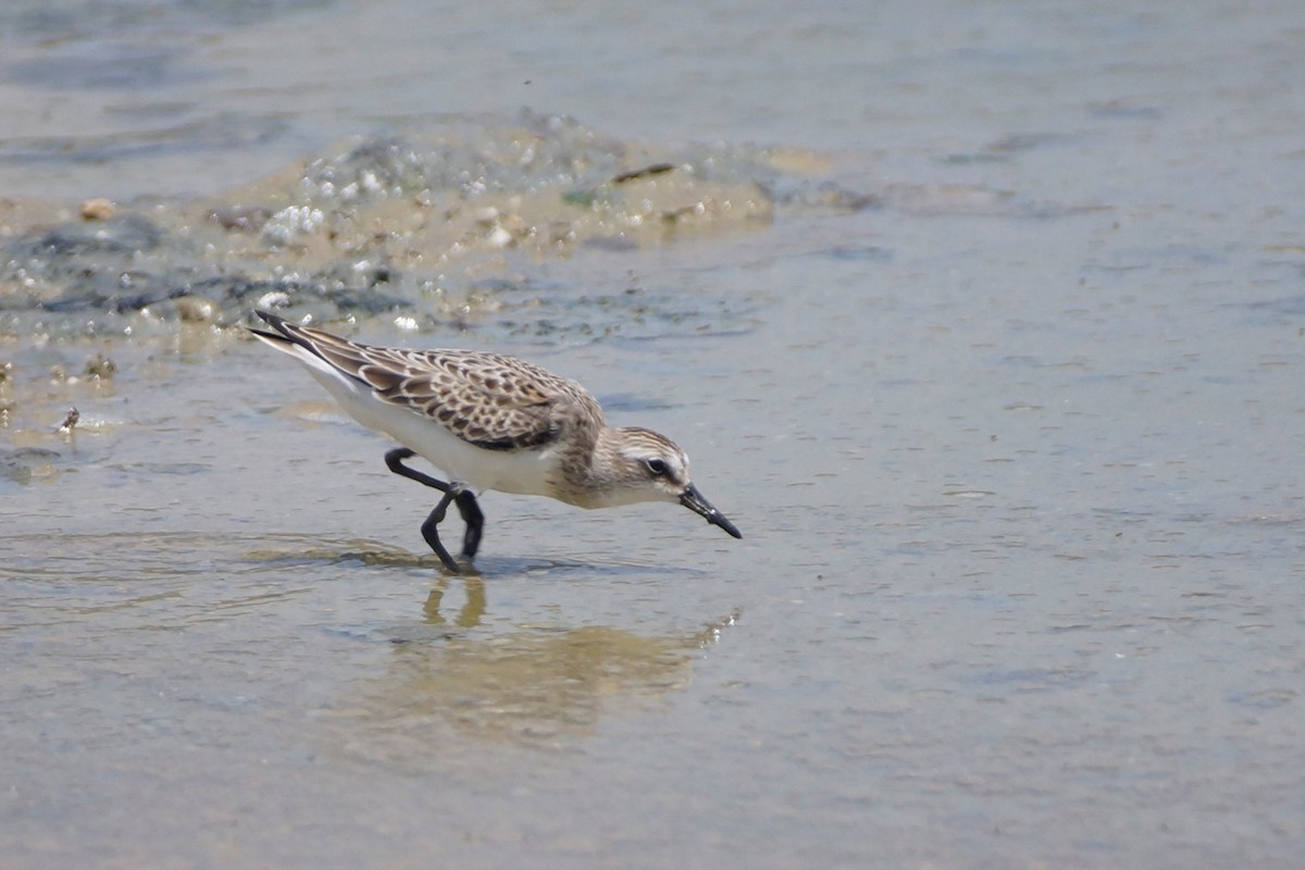 Semipalmated Sandpiper - ML608218511