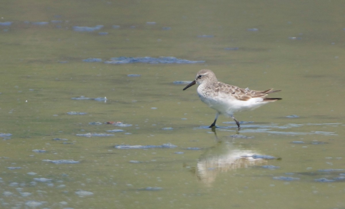 Semipalmated Sandpiper - ML608218521