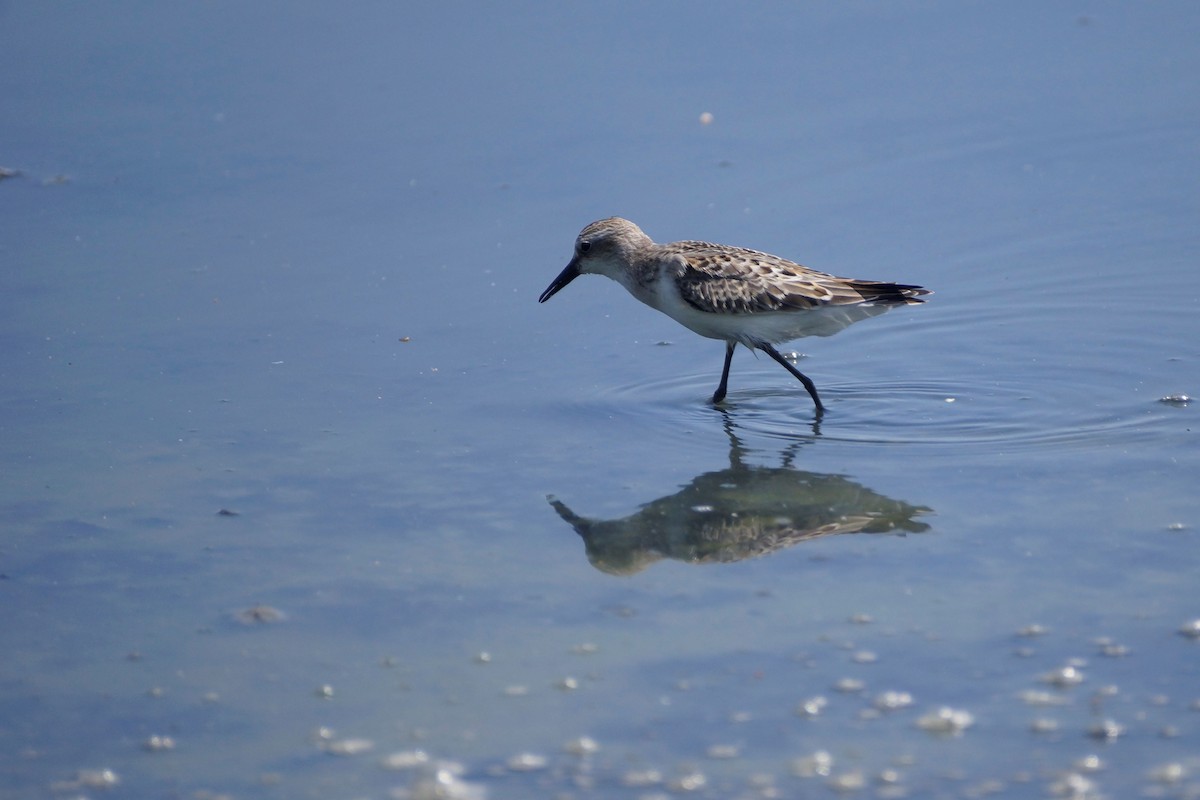 Semipalmated Sandpiper - ML608218531