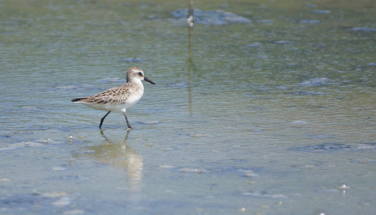 Semipalmated Sandpiper - ML608218541