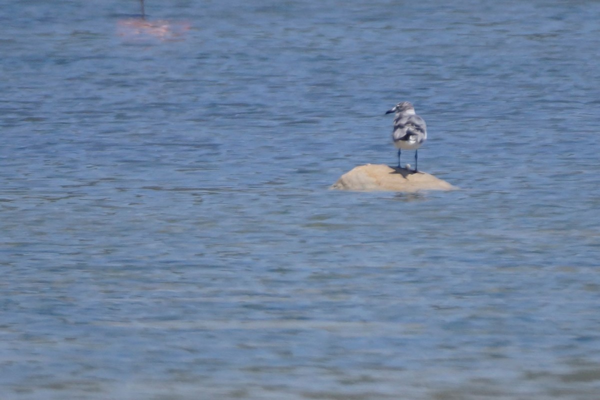 Laughing Gull - ML608218641