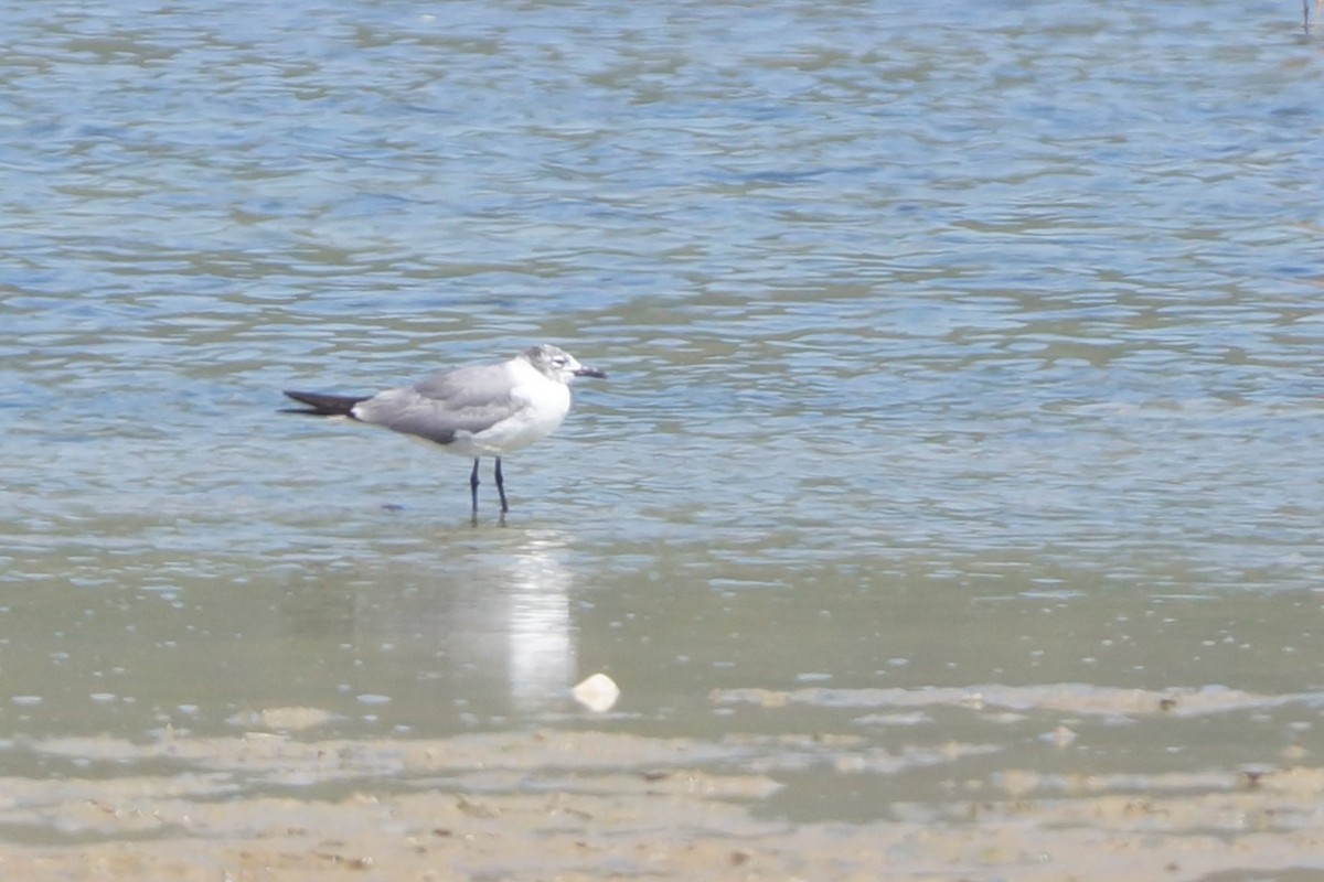 Laughing Gull - Lucrecia Diaz Capriles