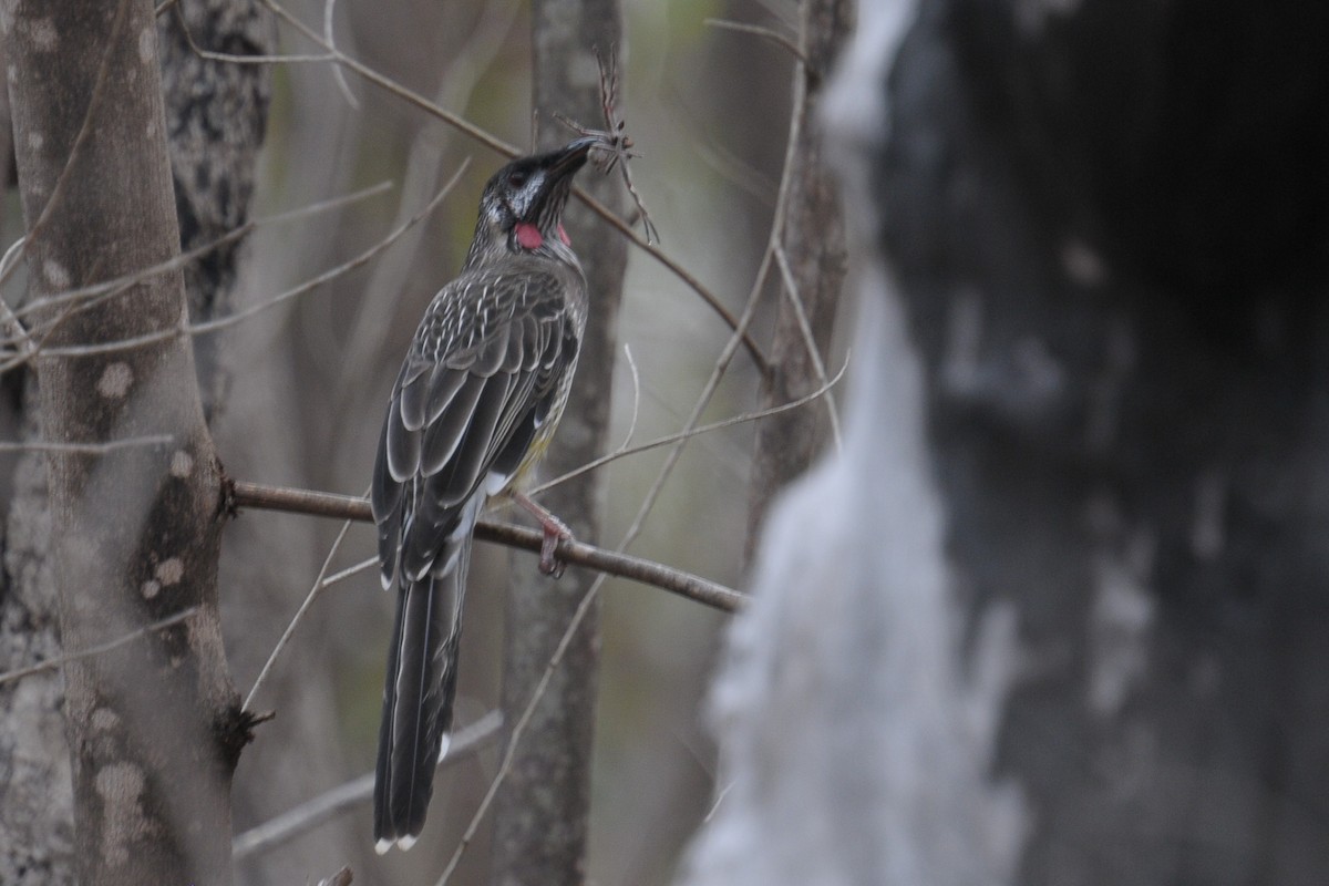 Red Wattlebird - Vincent PERRIN