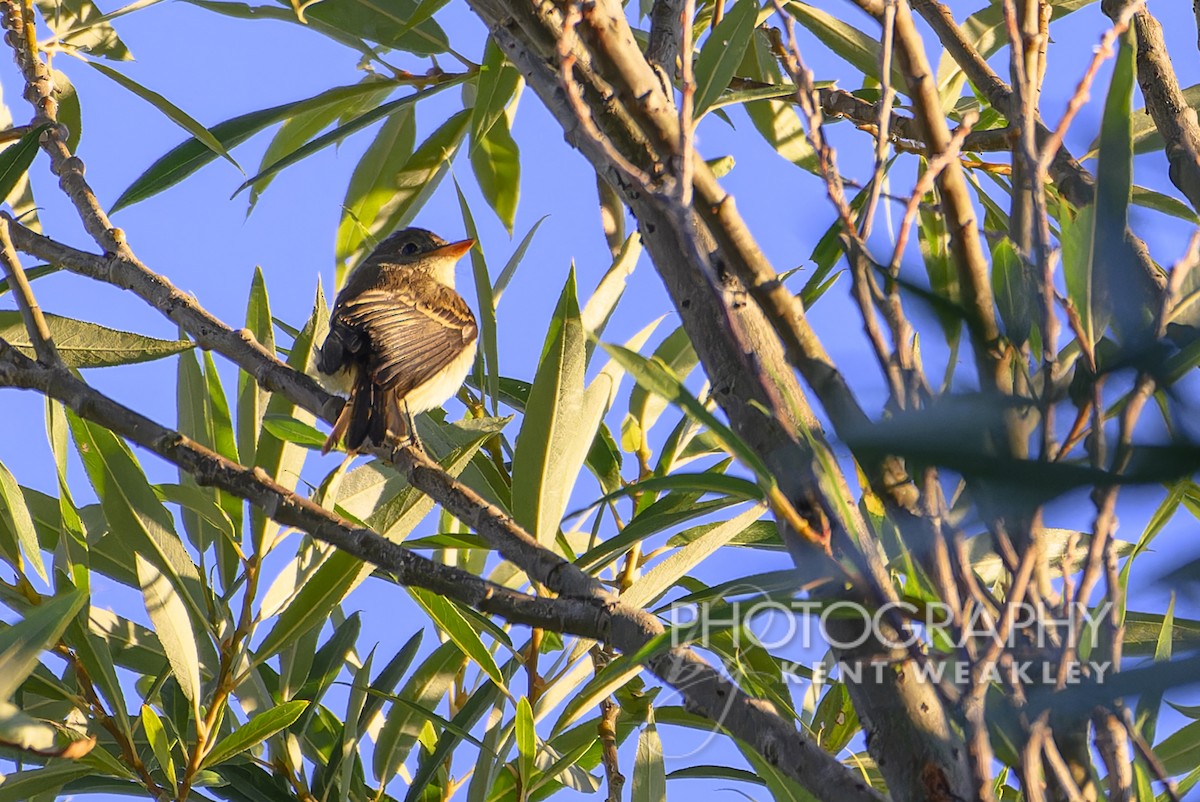 Western Flycatcher (Pacific-slope) - ML608218921