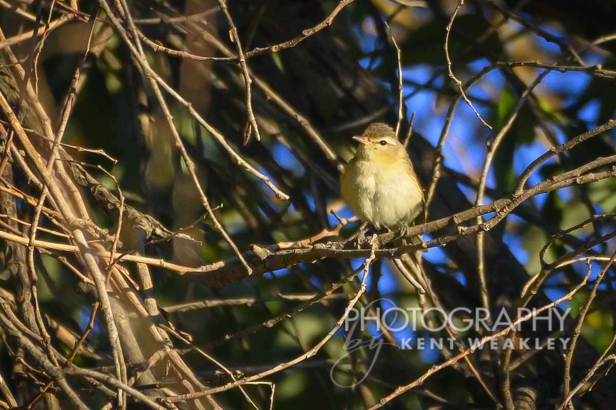 Warbling Vireo - ML608218951