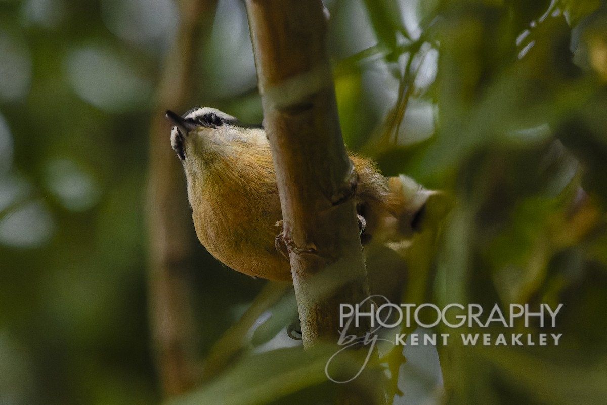 Red-breasted Nuthatch - ML608219001