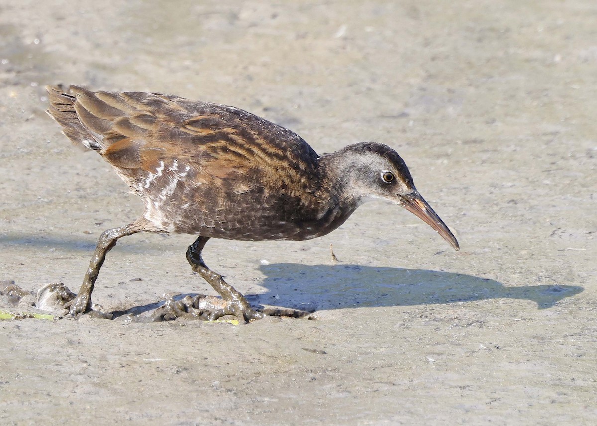 Virginia Rail - ML608219381