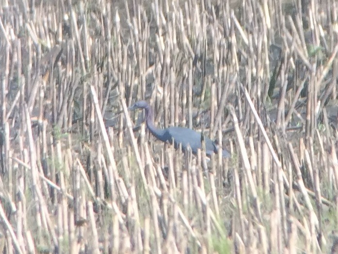 Little Blue Heron - max kirsch