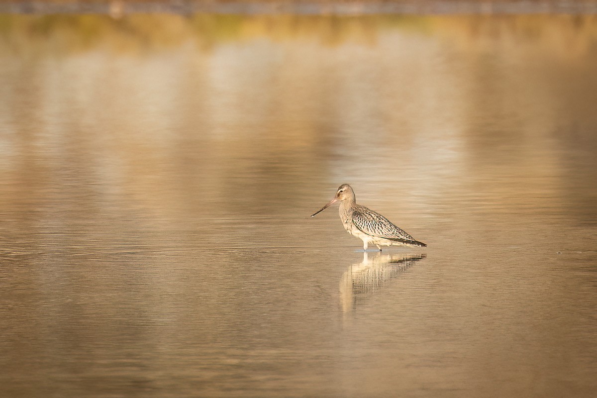 Bar-tailed Godwit - ML608220151