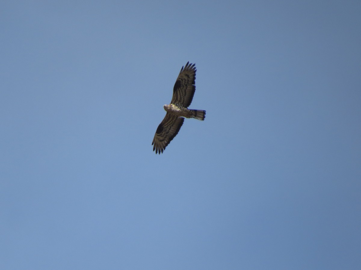 European Honey-buzzard - ML608220411