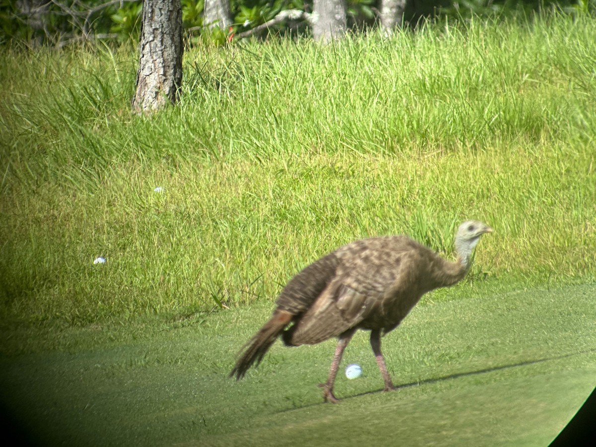 Wild Turkey - ML608220541