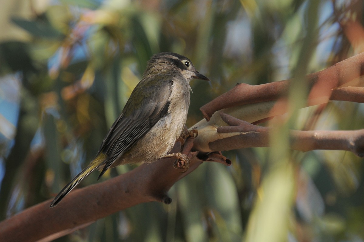 Brown-headed Honeyeater - Vincent PERRIN