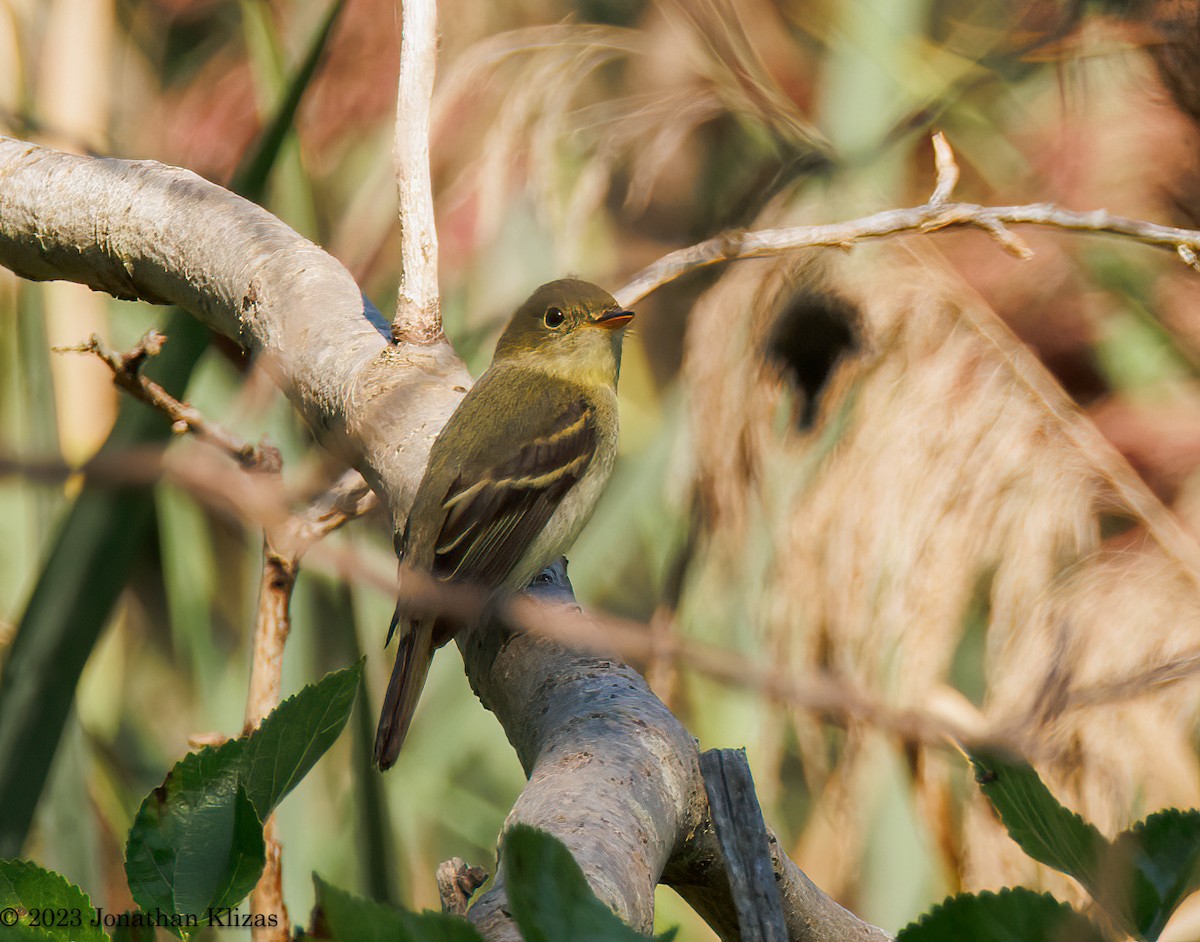 Yellow-bellied Flycatcher - Jonathan Klizas