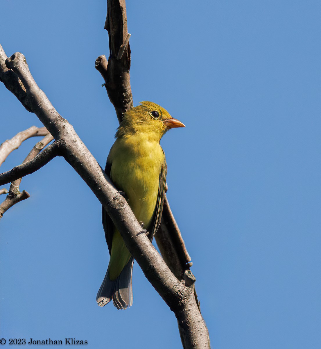 Scarlet Tanager - ML608220701