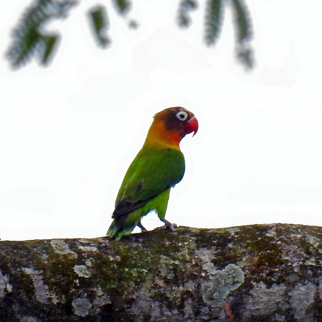Black-cheeked Lovebird - ML608221091