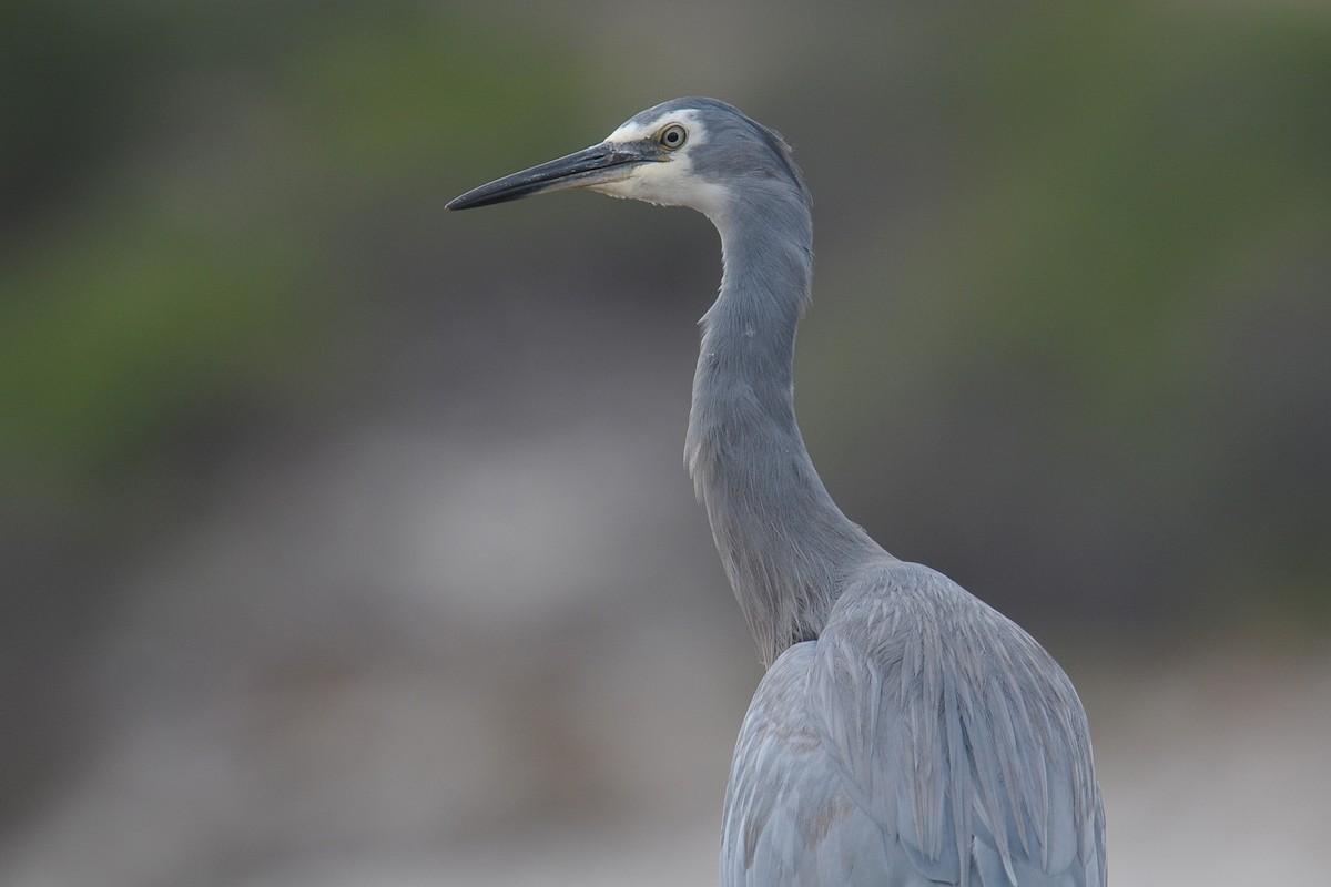 White-faced Heron - Vincent PERRIN