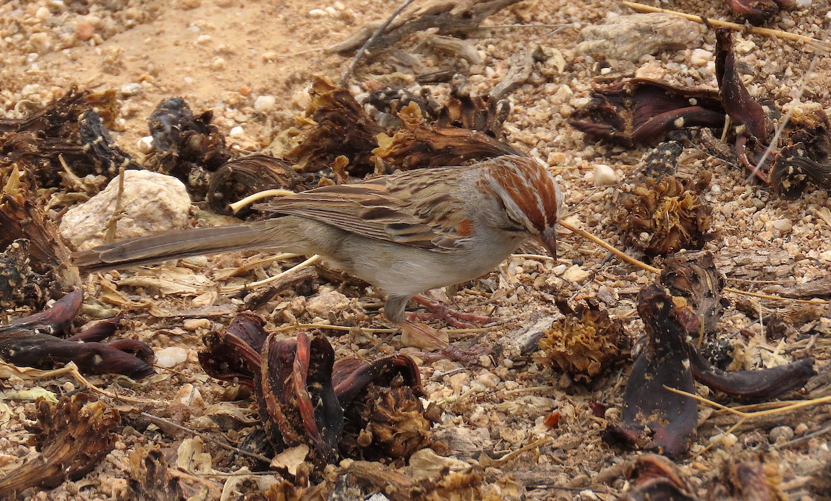 Rufous-winged Sparrow - ML608221881