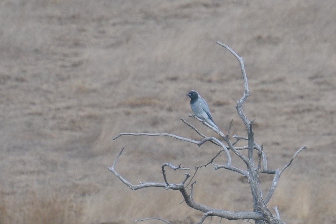 Black-faced Cuckooshrike - ML608222401