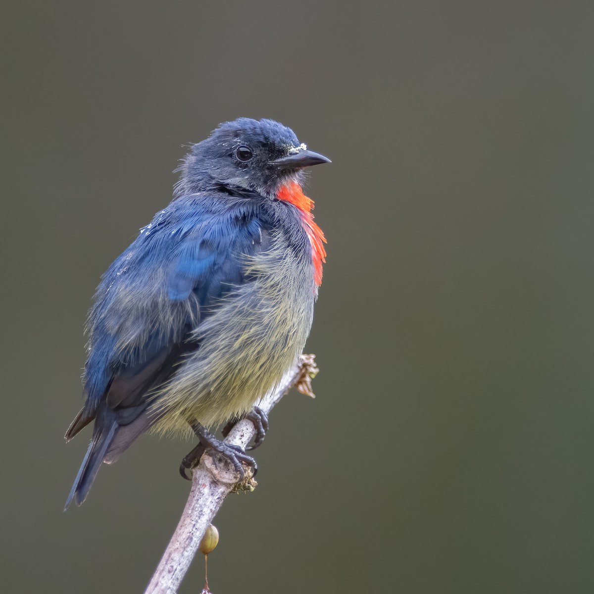 Black-sided Flowerpecker - ML608222611