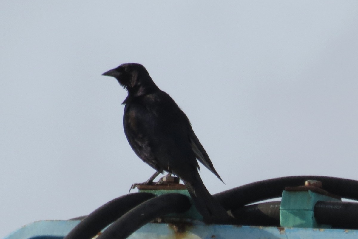 Shiny Cowbird - ML60822351