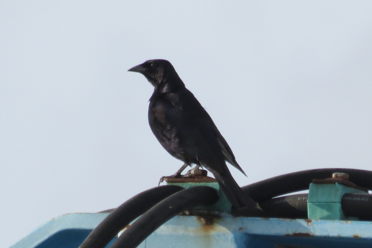 Shiny Cowbird - ML60822361