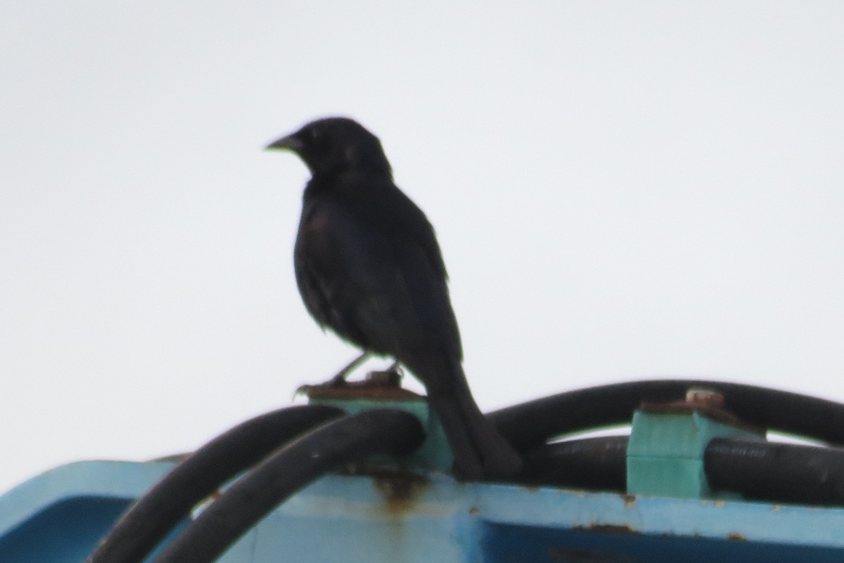 Shiny Cowbird - ML60822371