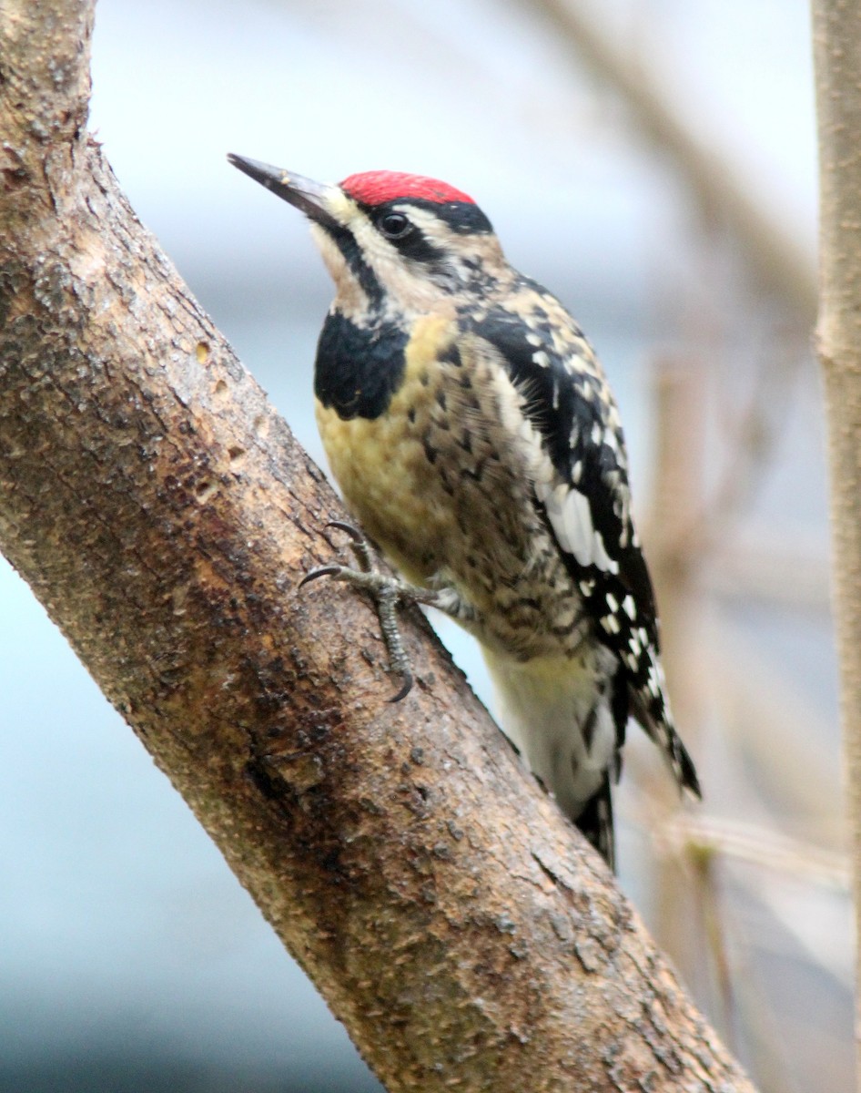 Yellow-bellied Sapsucker - ML608224501