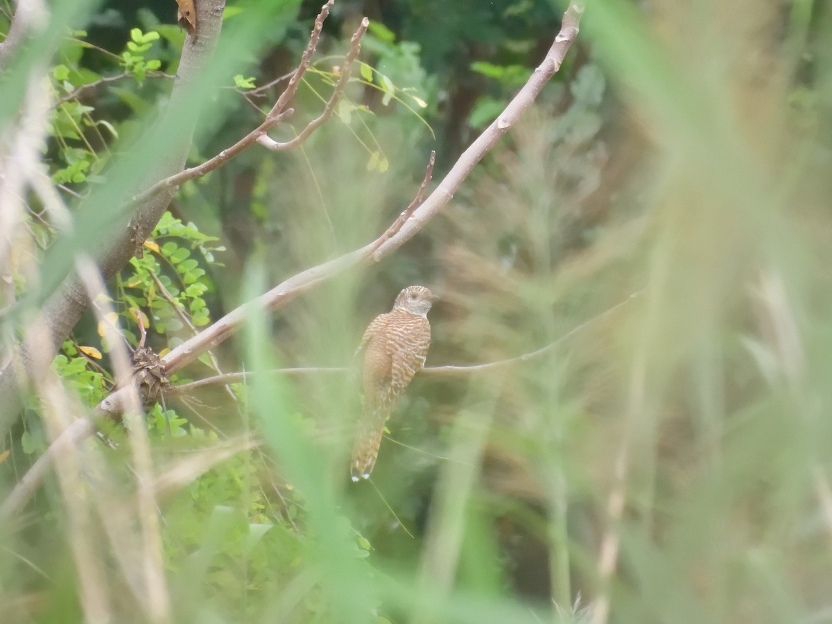 Common Cuckoo - ML608224551