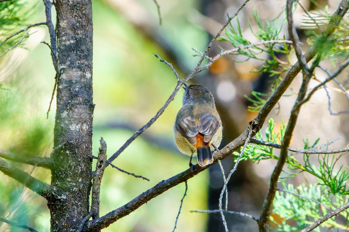 Chestnut-rumped Thornbill - ML608225231