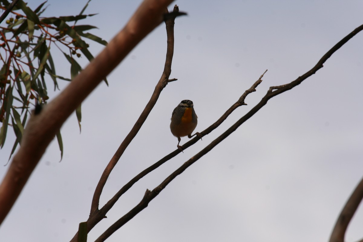 Spotted Pardalote - Charles Davies