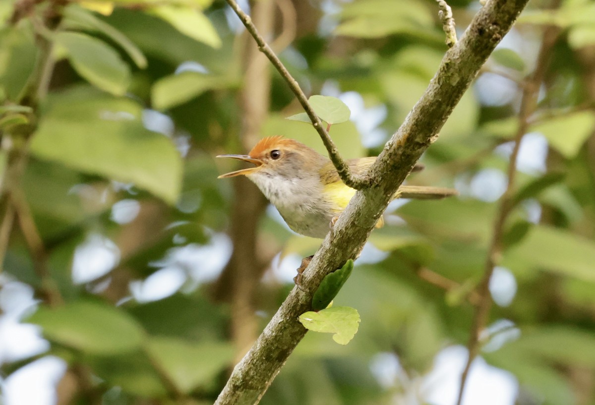 Mountain Tailorbird - ML608226201